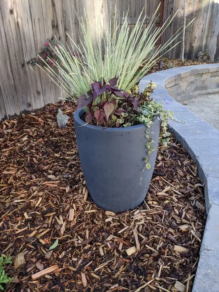 Softscape plantings and shrubs in a Folsom, CA front yard