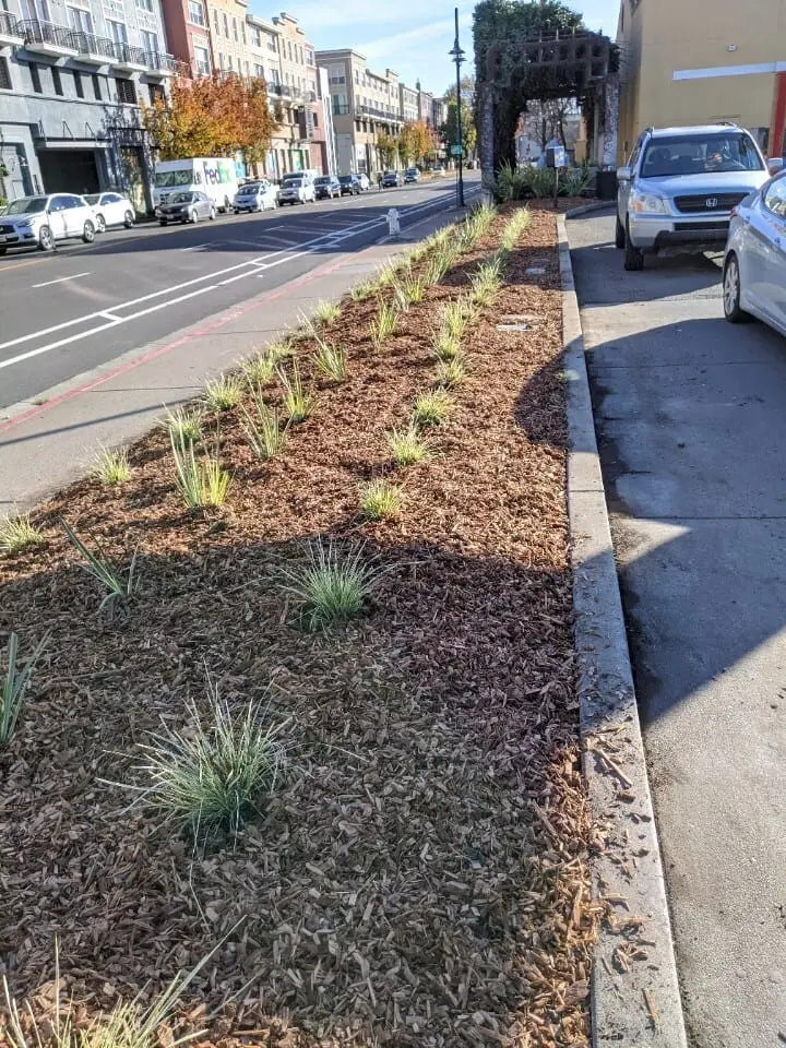 Commercial landscape bed with drought-tolerant plantings